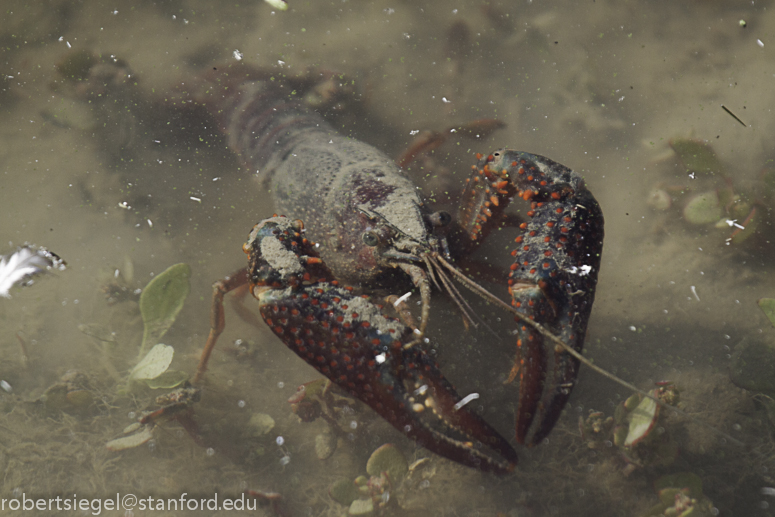 crawfish